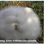 Image result for Bunny Puns