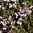 Image result for Thymus vulgaris Fragrantissimus