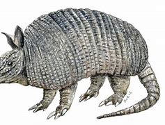 Image result for Armadillo Line Drawing