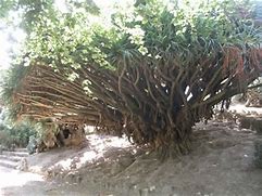 Image result for Dragon Tree Belem Lisbon