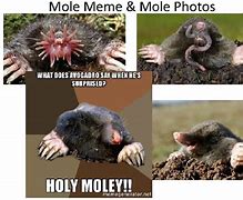 Image result for Molemolemole Meme