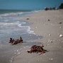 Image result for All Sea Shells
