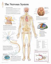 Image result for Nerve Anatomy Chart
