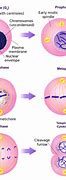 Image result for Cell Cycle Process