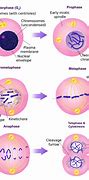Image result for Mitosis Process