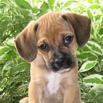 Image result for Cutest Mixed Breed Dogs