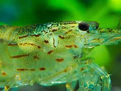 Image result for Amano Shrimp in the Tundra