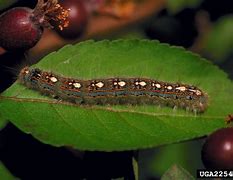 Image result for "forest-tent-caterpillar"