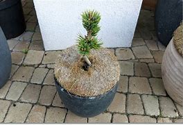 Image result for Pinus aristata Silver Dad