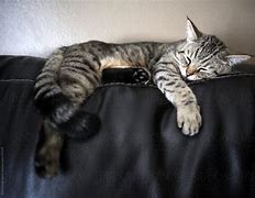 Image result for Cat Sleeping On Couch