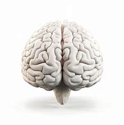 Image result for Brain White Background