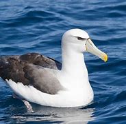 Image result for albatrod