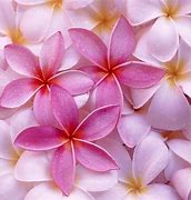 Image result for Free Flower Wallpaper for iPad