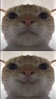 Image result for Serious Kitten Face Meme
