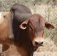 Image result for Boran Cow