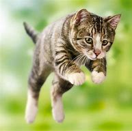 Image result for Cat Jumping and Pouncing