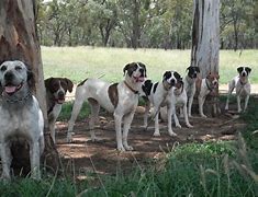Image result for Pig Hunting Dogs for Sale