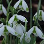 Image result for Galanthus Wifi Jingle Bells