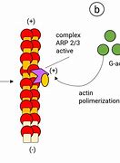 Image result for actin�gravo