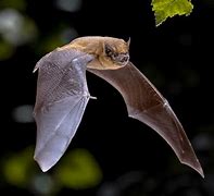 Image result for Bat Species List