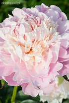 Зображення, знайдене за запитом "Paeonia lactiflora Catharina Fontijn"