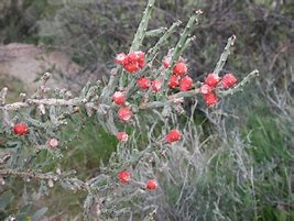 Image result for Desert Christmas Cactus