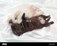 Image result for 1 Week Old Lab Puppies