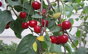 Image result for American Cherry Tree