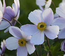 Image result for Anemone Wild Swan