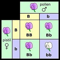 Image result for Inheritance Science of Flower