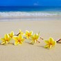 Image result for Beach Scenes with Flowers