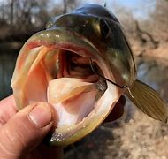 Image result for European Hook Mouth Fish