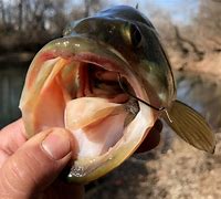Image result for Fish with Big Hook in Mouth