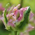 Image result for Tulipa Green Wave