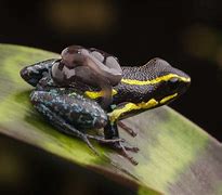 Image result for Brazil Poison Dart Frog