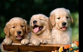 Image result for Puppies Howling Miss Aww