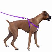 Image result for No Escape No Pull Dog Harness for Boxer