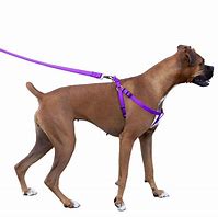 Image result for Best Dog Harness for Pulling