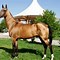 Image result for Rare Horse Breeds Colors