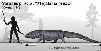 Image result for Megalania Varanus Priscus