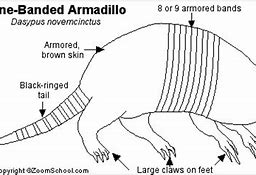 Image result for Armadillo Anatomy