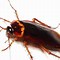 Image result for cucaracha