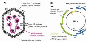 Image result for Human Papillomavirus 16 and 18