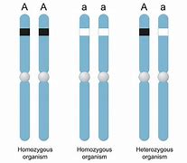Image result for Homologous vs Homozygous