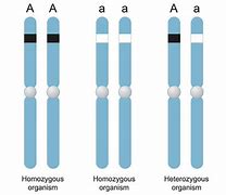 Image result for Homozygous Recessive Example