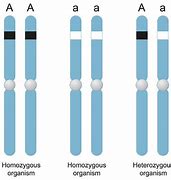 Image result for Homozygous Sequence