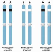 Image result for Homozygous Genotype