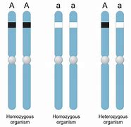 Image result for Homozygous Person
