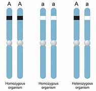Image result for Homozygous Type A