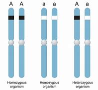 Image result for Homozygous Dominant Pictures